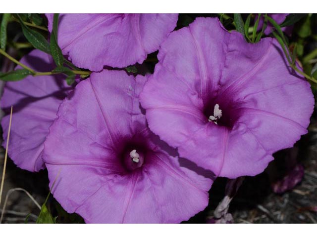 Ipomoea leptophylla (Bush morning-glory) #63614