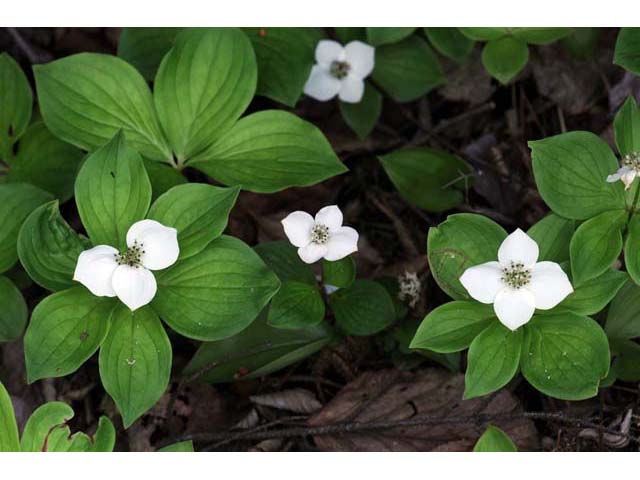 Cornus canadensis (Bunchberry dogwood) #63619