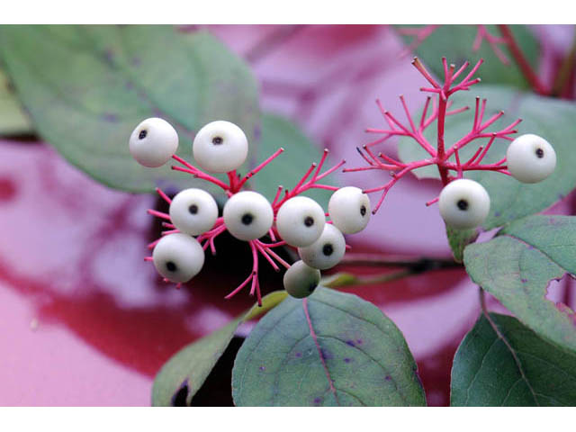 Cornus racemosa (Gray dogwood) #63634