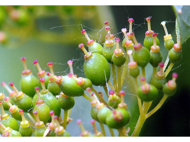 Cornus sericea ssp. sericea (Redosier dogwood) #63668