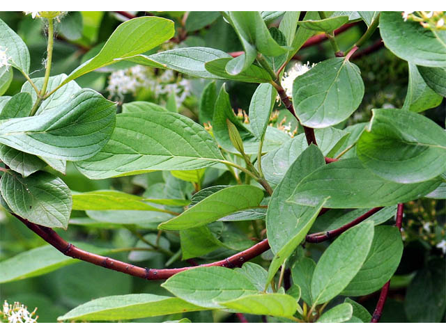 Cornus sericea (Red osier dogwood) #63670