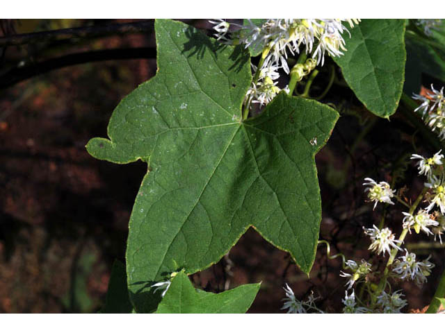 Echinocystis lobata (Wild cucumber) #63696