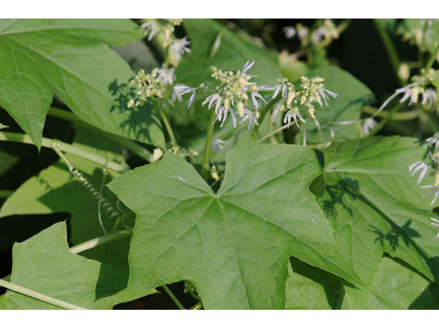 Echinocystis lobata (Wild cucumber) #63707