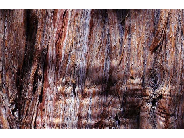 Juniperus occidentalis (Western juniper) #63739