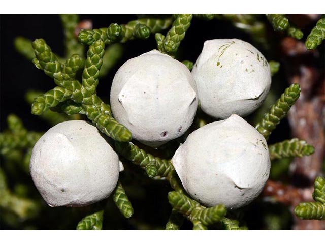 Juniperus osteosperma (Utah juniper) #63758