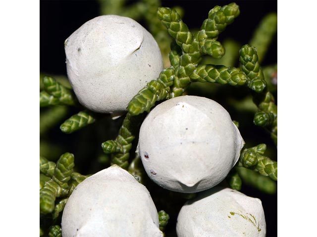 Juniperus osteosperma (Utah juniper) #63760