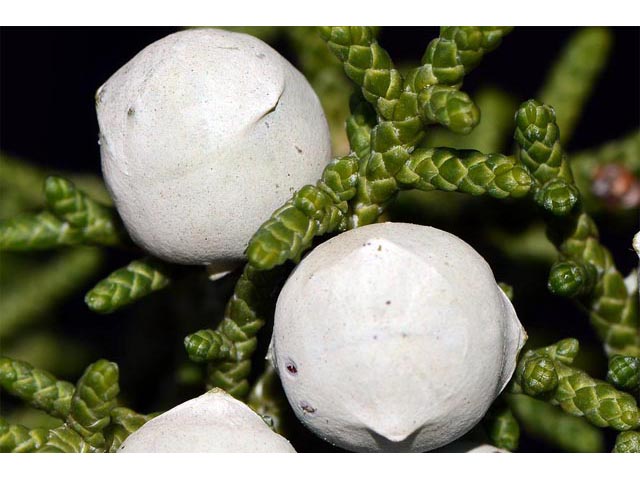 Juniperus osteosperma (Utah juniper) #63761