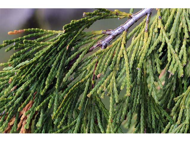 Calocedrus decurrens (Incense cedar) #63824