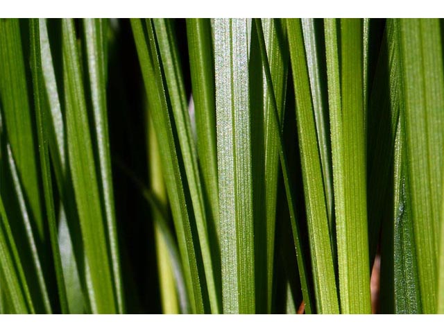 Carex sparganioides (Bur-reed sedge) #63854