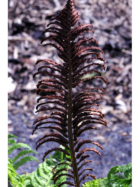 Matteuccia struthiopteris (Ostrich fern) #64545