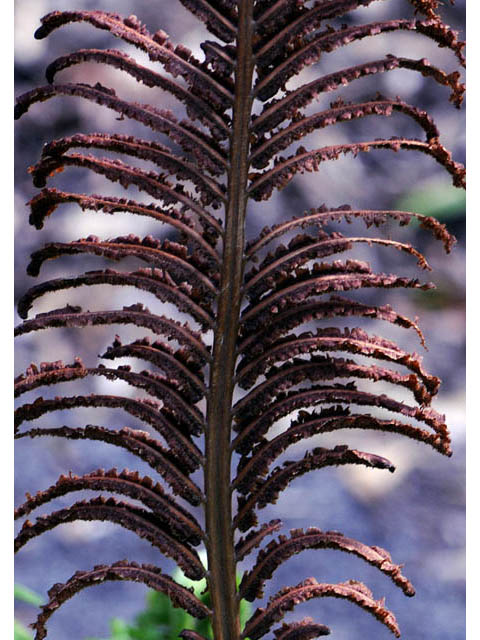 Matteuccia struthiopteris (Ostrich fern) #64546