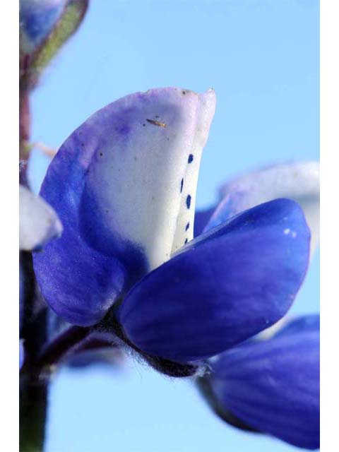 Lupinus bicolor (Miniature lupine) #64774