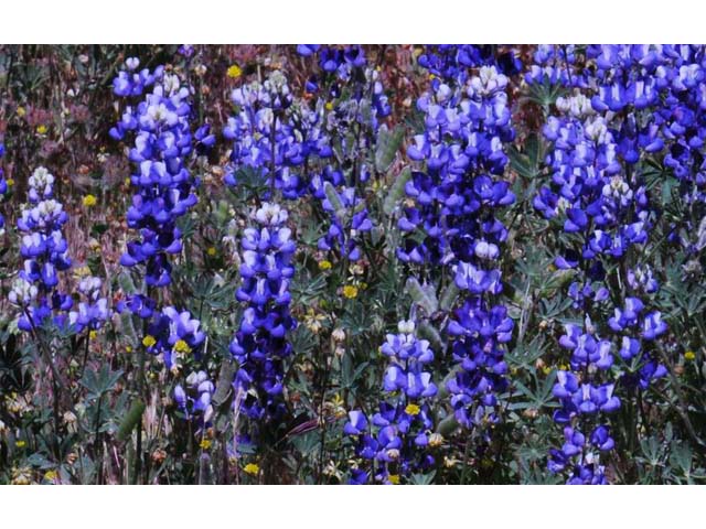 Lupinus bicolor (Miniature lupine) #64778