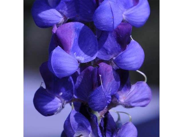 Lupinus bicolor (Miniature lupine) #64788