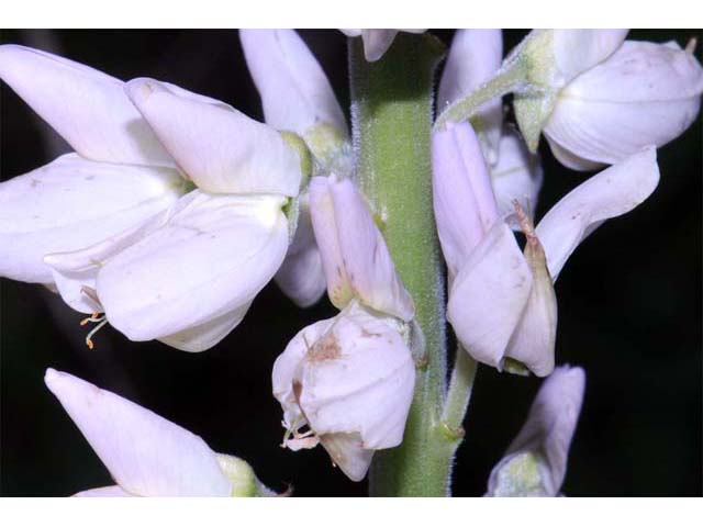 Lupinus perennis (Sundial lupine) #64830