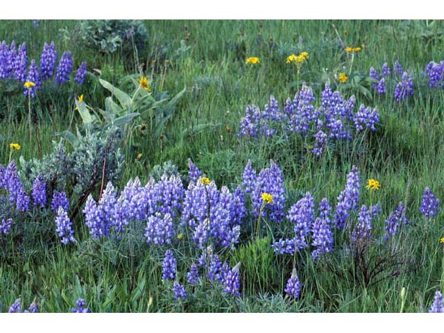 Lupinus sericeus (Silky lupine) #64834