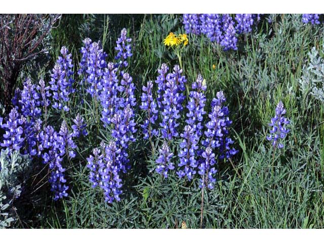 Lupinus sericeus (Silky lupine) #64836