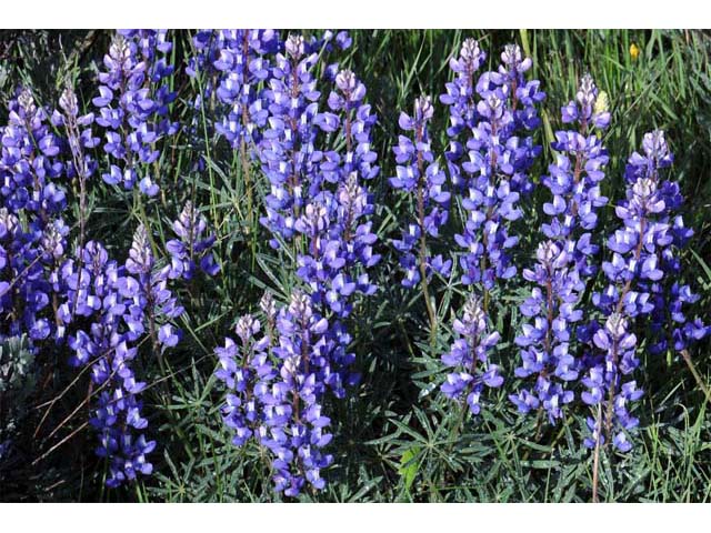 Lupinus sericeus (Silky lupine) #64837