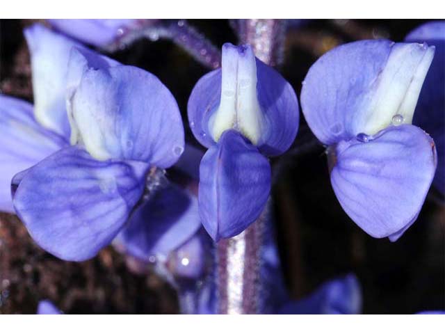 Lupinus sericeus (Silky lupine) #64843