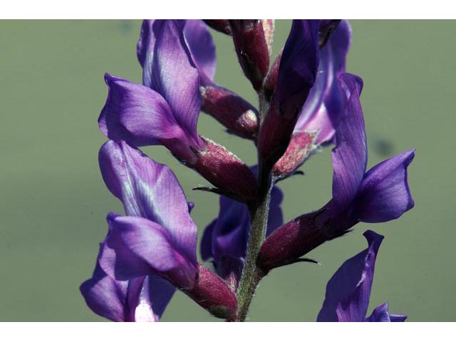 Oxytropis lambertii (Purple locoweed) #64863