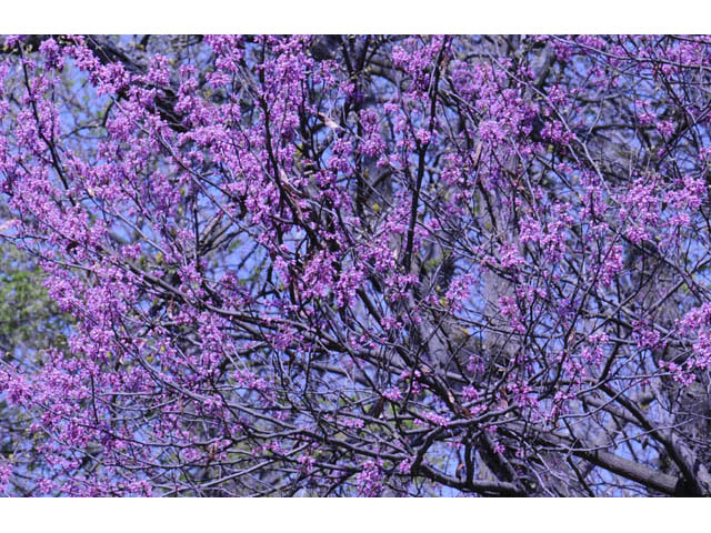 Cercis canadensis (Eastern redbud) #64897