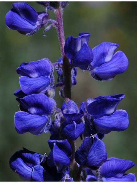 Lupinus argenteus (Silvery lupine) #65998