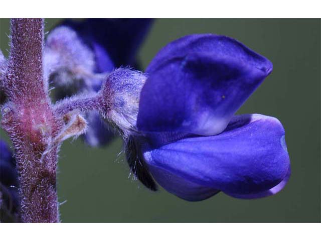 Lupinus argenteus (Silvery lupine) #66003