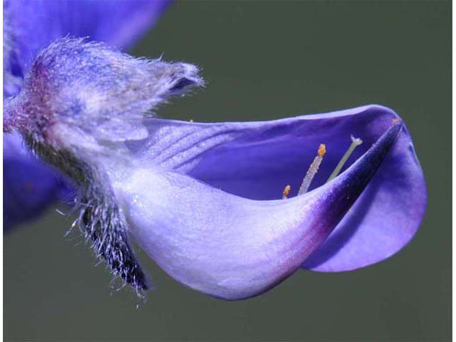 Lupinus argenteus (Silvery lupine) #66006