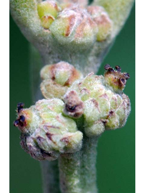 Quercus macrocarpa (Bur oak) #66068