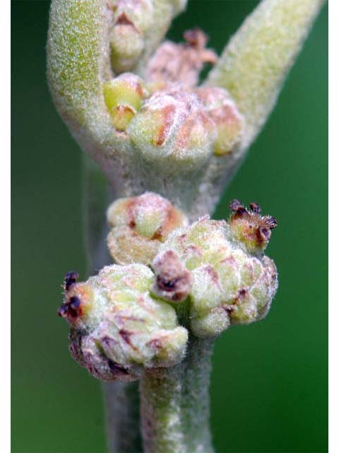 Quercus macrocarpa (Bur oak) #66069