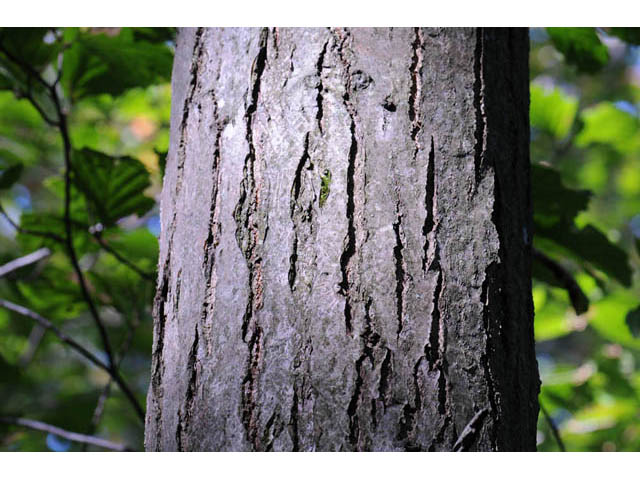 Castanea dentata (American chestnut) #67470