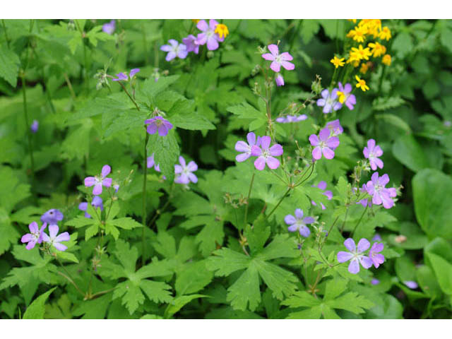 Geranium maculatum (Spotted geranium) #67502