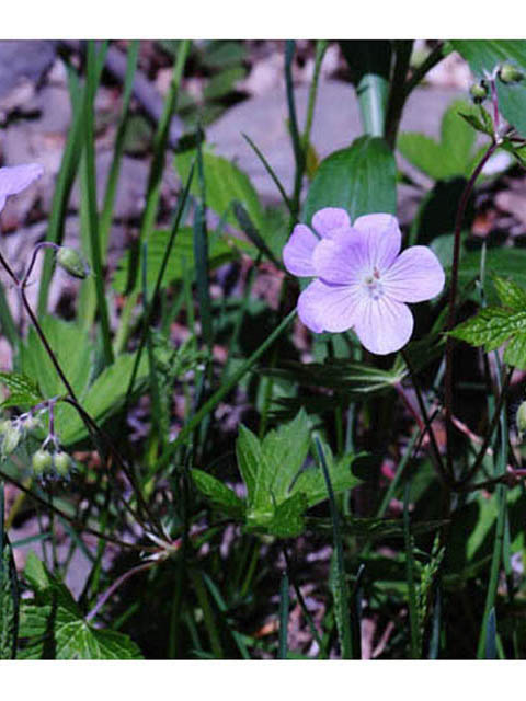 Geranium maculatum (Spotted geranium) #67507