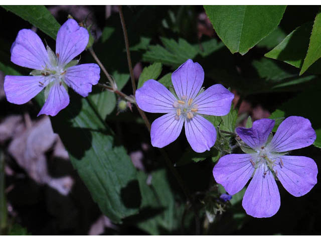 Geranium maculatum (Spotted geranium) #67510