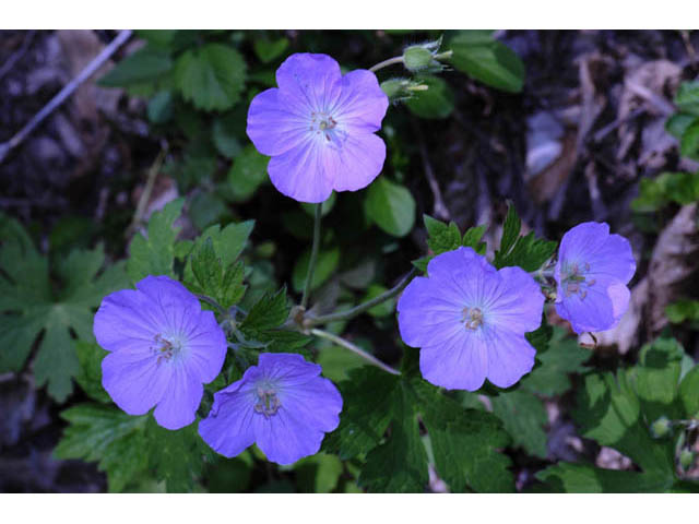 Geranium maculatum (Spotted geranium) #67512