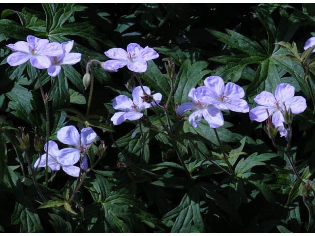 Geranium richardsonii (Richardson's geranium) #67522