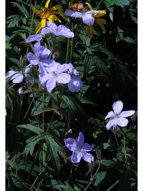 Geranium richardsonii (Richardson's geranium) #67524