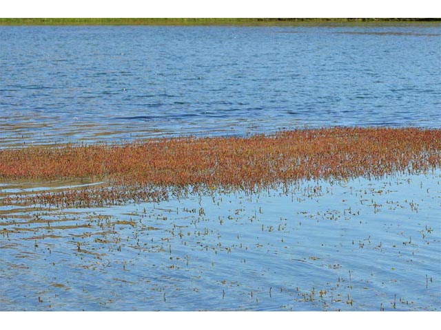 Myriophyllum sibiricum (Shortspike watermilfoil) #67648