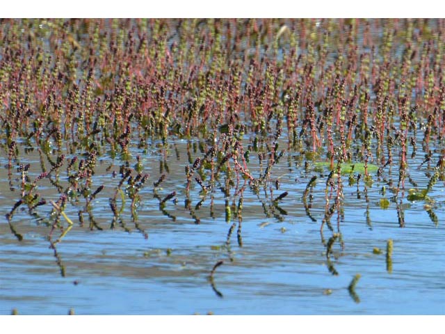 Myriophyllum sibiricum (Shortspike watermilfoil) #67650