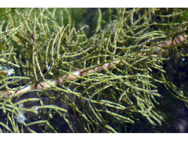 Myriophyllum sibiricum (Shortspike watermilfoil) #67659