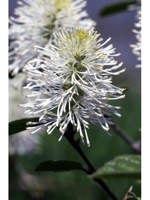 Fothergilla gardenii (Dwarf witchalder) #67668