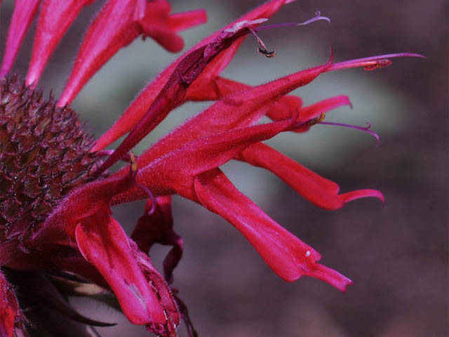 Monarda didyma (Scarlet beebalm) #67856