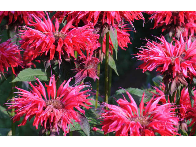 Monarda didyma (Scarlet beebalm) #67862