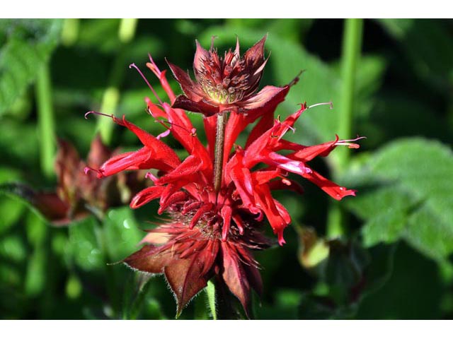 Monarda didyma (Scarlet beebalm) #67871