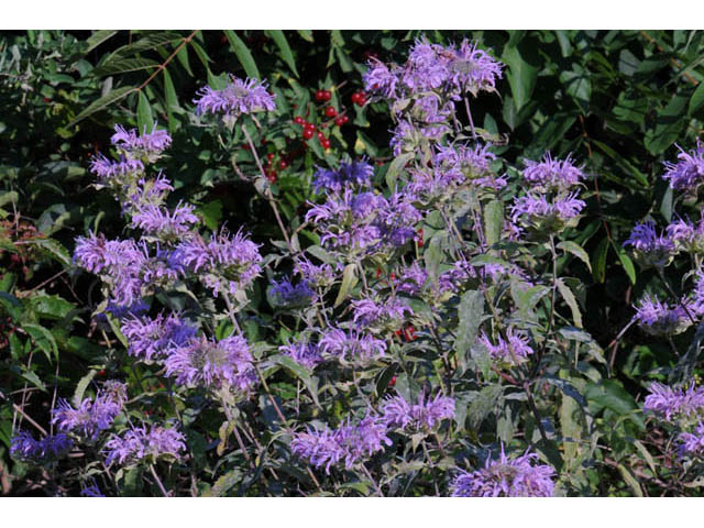 Monarda fistulosa (Wild bergamot) #67919