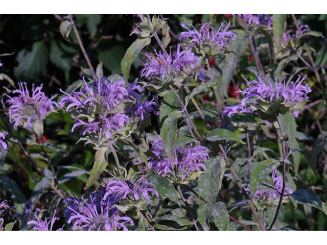 Monarda fistulosa (Wild bergamot) #67920