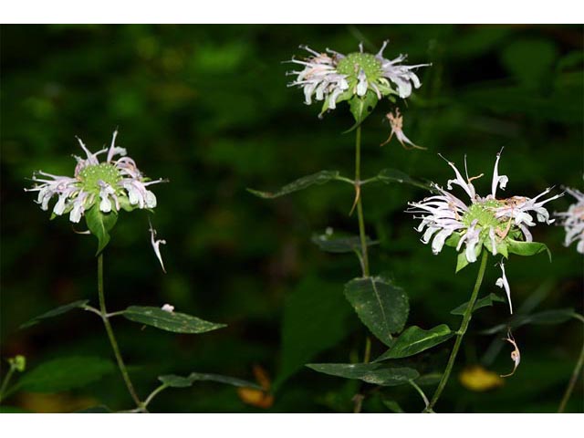 Monarda fistulosa (Wild bergamot) #67930