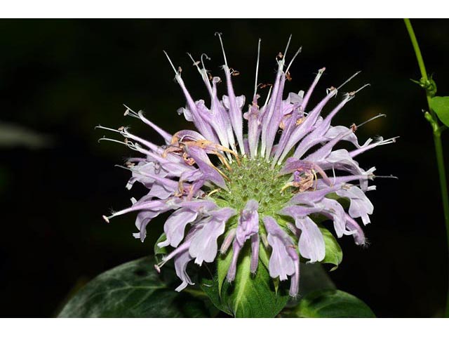 Monarda fistulosa (Wild bergamot) #67932