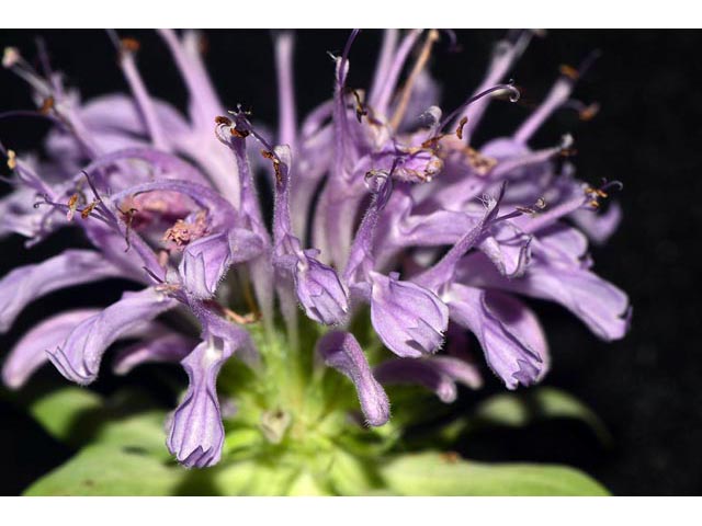 Monarda fistulosa (Wild bergamot) #67947