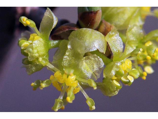 Lindera benzoin var. benzoin (Spicebush) #67997